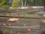 Ek Sågrundvirke | Lövträ | Runt virke | P.P.H.U DAN-DREW