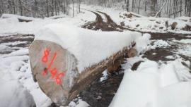 Lönn Sågrundvirke |  Lövträ | Runt virke | Gazdovské lesy-Vyšná Rybnica poz. spol.